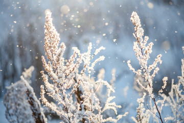Sunlight shines through falling snow and illuminates frozen plants covered in ice crystals on a cold winter day, creating a magical and serene scene