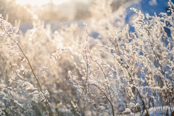 Sunlight shines through falling snow and illuminates frozen plants covered in ice crystals on a cold winter day, creating a magical and serene scene