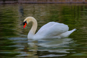 Fototapeta premium A lonely white swan swimming in the waters of a pond.