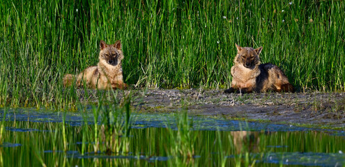 Goldschakale (Canis aureus moreoticus) im Donaudelta, Rumänien // Golden jackals at Danube Delta, Romania 
