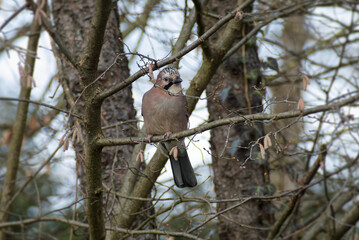 Eurasian Jay (Garrulus glandarius) perched on a tree branch in Zurich, Switzerland