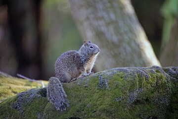 squirrel on a rock with greenery and tree in the background nature