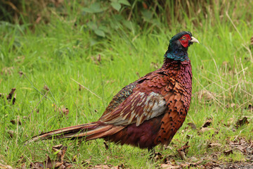 Common Pheasant, standing on green grass with brown leaves  on the ground