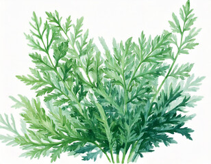 wermut - Aquarellillustration einer traditionellen Heilpflanze