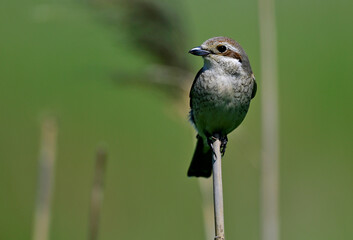 Neuntöter - wEIBchen // Red-backed shrike - FEmale (Lanius collurio)