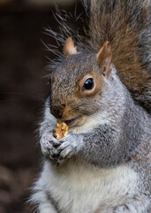 Grey Squirrel