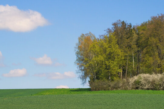 Wald und Felder im Fr&uuml;hling mit bl&uuml;hender Schlehenhecke