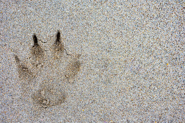 Dog paw print in sand, sandy surface on beach, animal strolling and walking on sand, relaxing day on Mexican beaches. Space for text