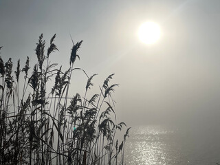 A river merging with fog and reeds against the backdrop of dim sunbeams. Beautiful pond.