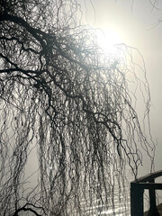 River merging with fog and tree branches against the backdrop of dim sun rays. Beautiful pond