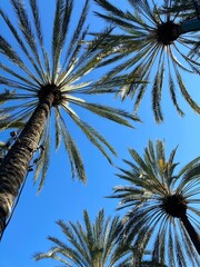 Vertical image of looking up into coconut palm trees against a blue sky