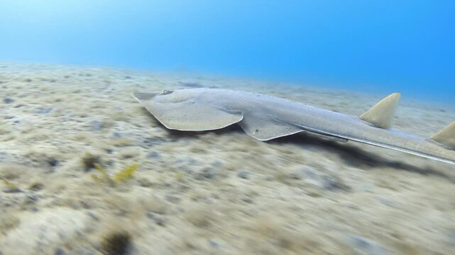 Video of Guitarfish (Glaucostegus halavi) in the sea. Guitar shark