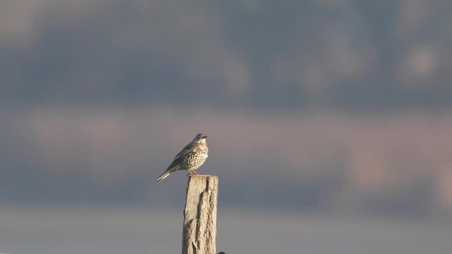 grive draine (turdus viscivorus) pos&eacute;e sur un piquet