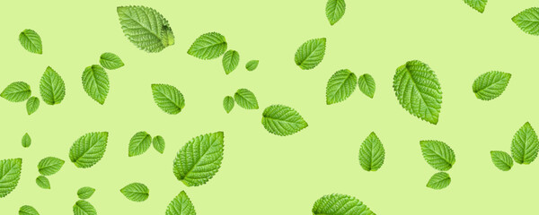 landscape background, a collection of fresh green leaves on a bright green background