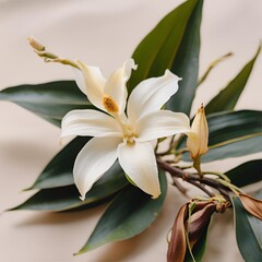 Fototapeta premium lily of the valley