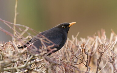 Eurasian blackbird aka The common blackbird or Turdus merula perched on the bush.