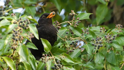 Eurasian blackbird aka The common blackbird or Turdus merula perched on the ivy bush eating berries.
