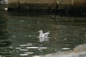 seagulls on the seacape