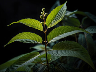 Kratom plant in close, black background, study light, high contrast