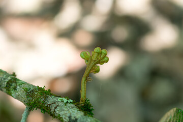Cacao branch with blooming flowers and young cacao (Theobroma cacao) on the background of blurry botanical garden.