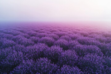 Fototapeta premium Vast lavender field bathed in morning mist, a serene and purple landscape.
