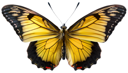 A stunning yellow butterfly with bold black markings, cut out against a transparent backdrop.