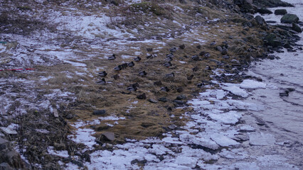 Flock of geese by icy waters