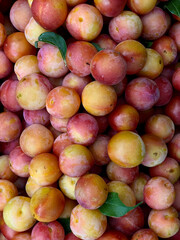Plum juicy red-orange fruits, top view. Harvesting. Garden fruit trees. Healthy eating concept. Vertical format. Bright background for agriculture, fairs and markets