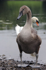 young swan standing by lake with white swan behind