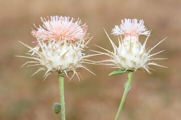 wild plants. prickly plant photos.