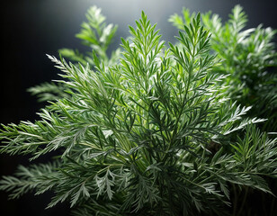 wermut - Aquarellillustration einer traditionellen Heilpflanze