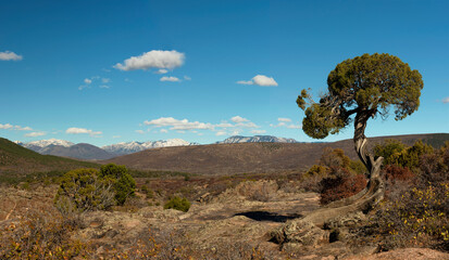 Juniper Tree at Black Canyon of the Gunnison National Park