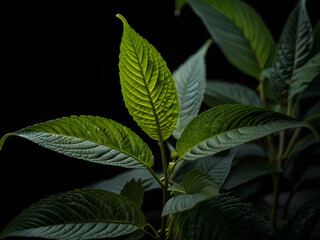Kratom plant in close, black background, study light, high contrast