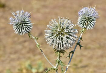 plants growing in natural areas. natural thorn photos.