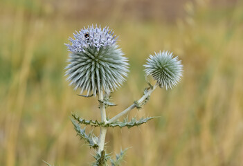 plants growing in natural areas. natural thorn photos.