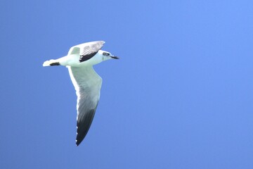 seagull in flight
