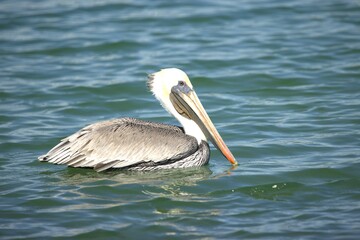 pelicans on the beach