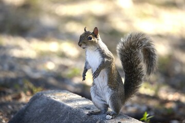 squirrel in the park