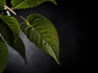 Kratom plant in close, black background, study light, high contrast