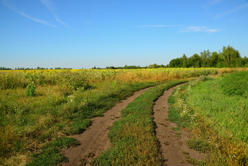 Dusty road near a field of young sunflowers, Russia