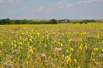 a field of young sunflowers, Russia