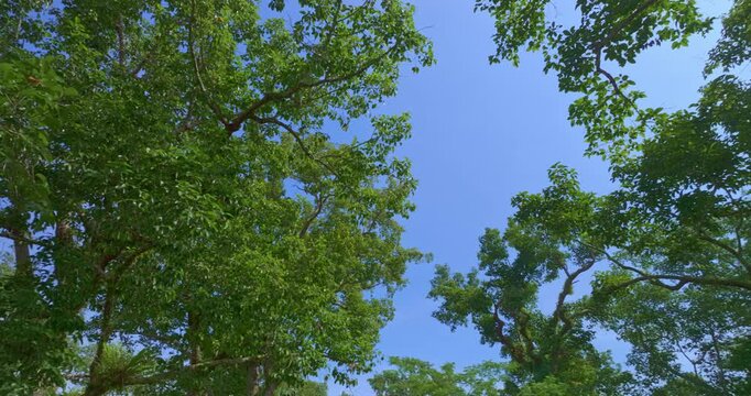 large and tall teak forest bathed in sunlight, with tall, slender trees reaching toward the sky. The soft rays of light filtering through the branches create a serene and enchanting woodland
