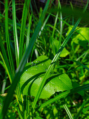 Green leaf with dew drops, in the middle of the grass