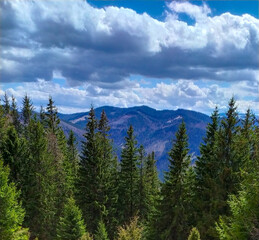 In the foreground is a dense, coniferous forest, behind are mountains and a cloudy sky