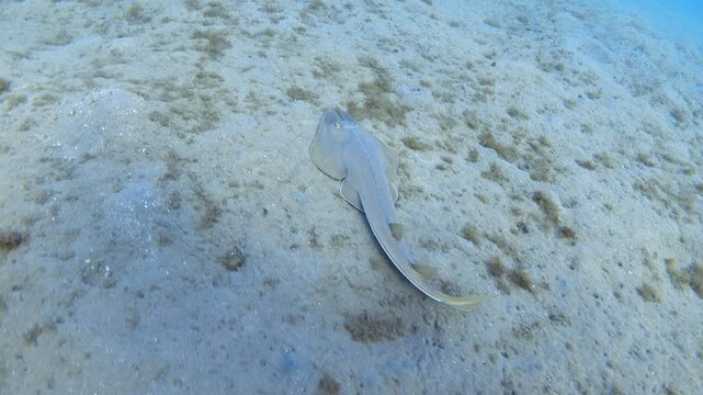 Video of guitarfish (Glaucostegus halavi) underwater. Halavi ray, Red Sea