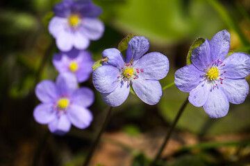 Breathtaking view of round-lobed hepatica flower.