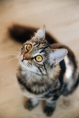A young tabby kitty sits on the floor and looks up. Pet.
