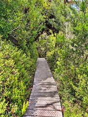Obraz premium A summer walkway encircles Dove Lake in Cradle Mountain-Lake St Clair National Park, Tasmania, Australia.