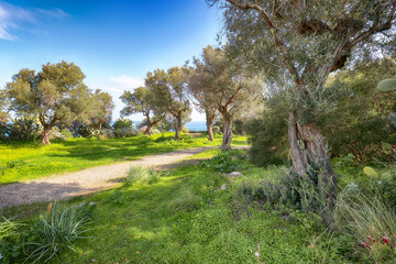 Amazing view on blooming olive garden at Cape Milazzo during daytime.