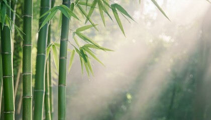 아침 안개에 둘러싸인 대나무 숲